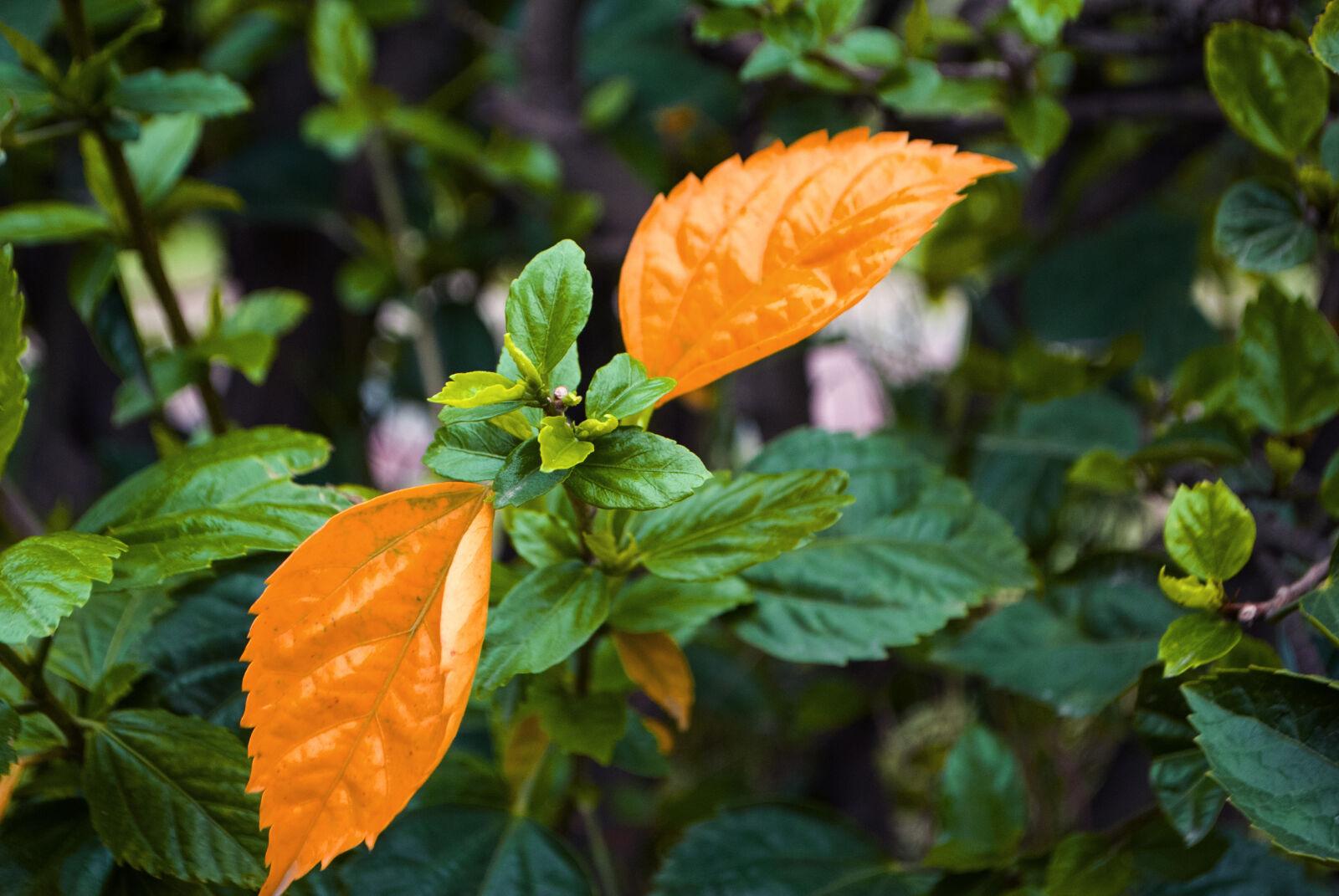 Nikon D3000 sample photo. Leafs photography