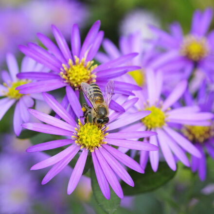 Nikon AF Micro-Nikkor 60mm F2.8D sample photos - ExploreCams