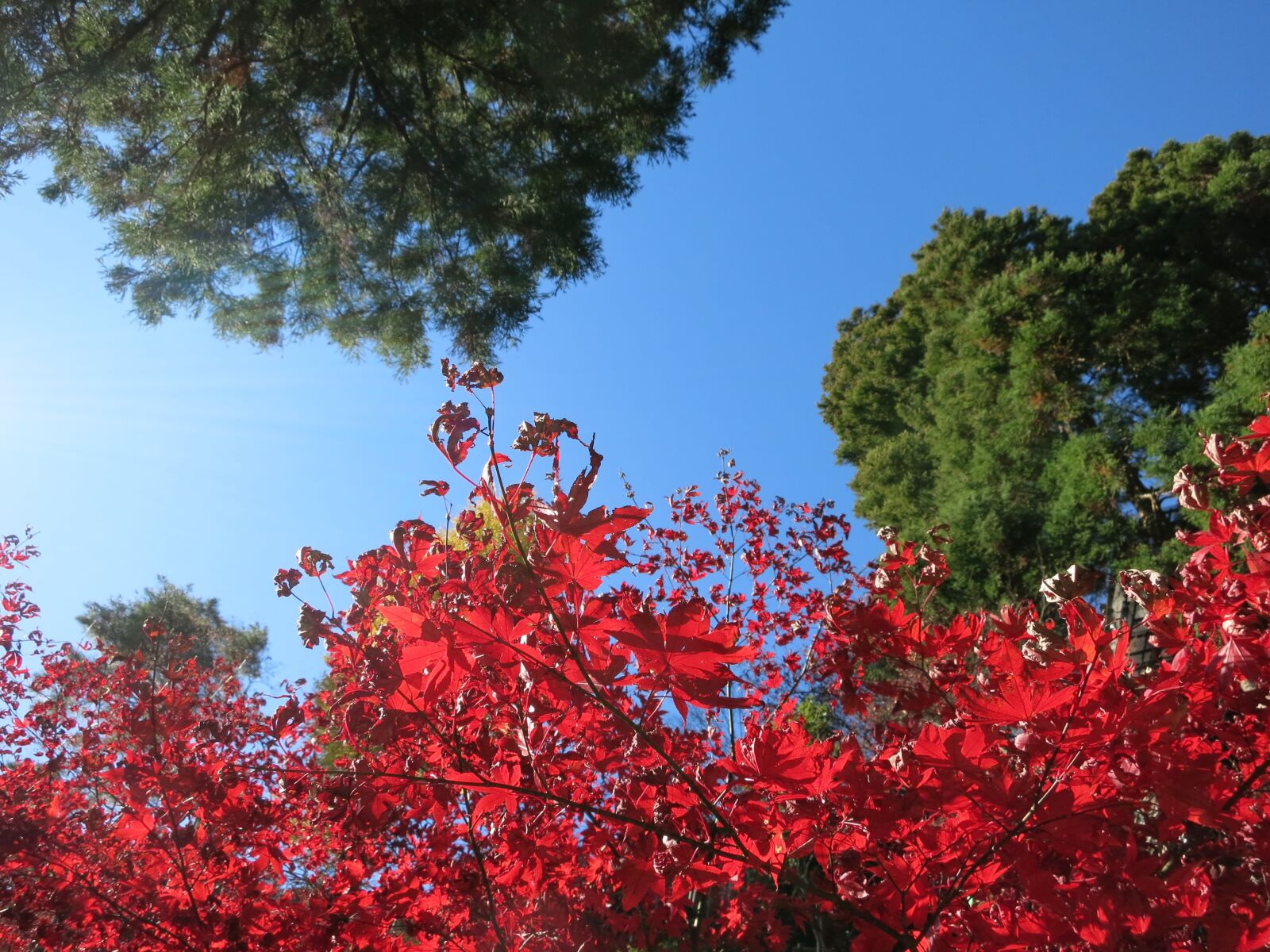 Canon PowerShot S110 sample photo. Autumnal leaves, natural, autumn photography