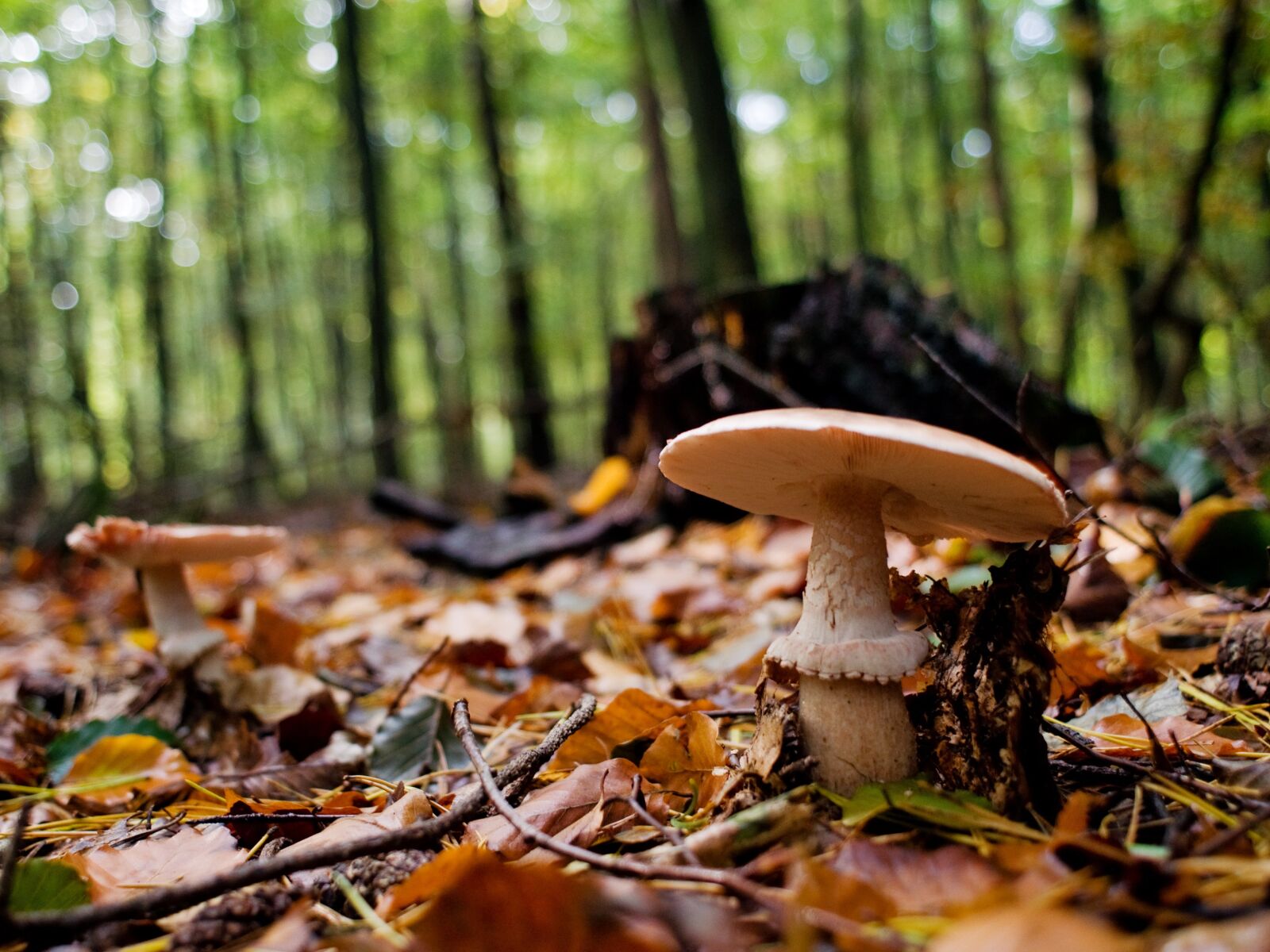 Nikon D90 sample photo. Mushrooms, forest, log photography