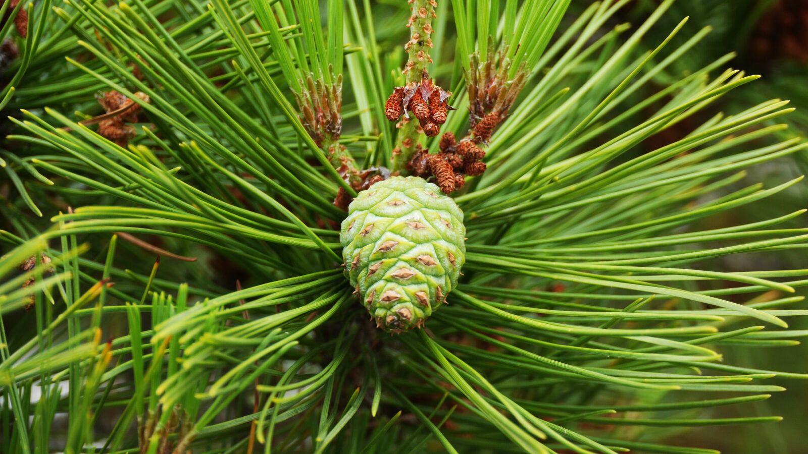 Panasonic Lumix DMC-GH3 sample photo. Pine, this type, abstract photography