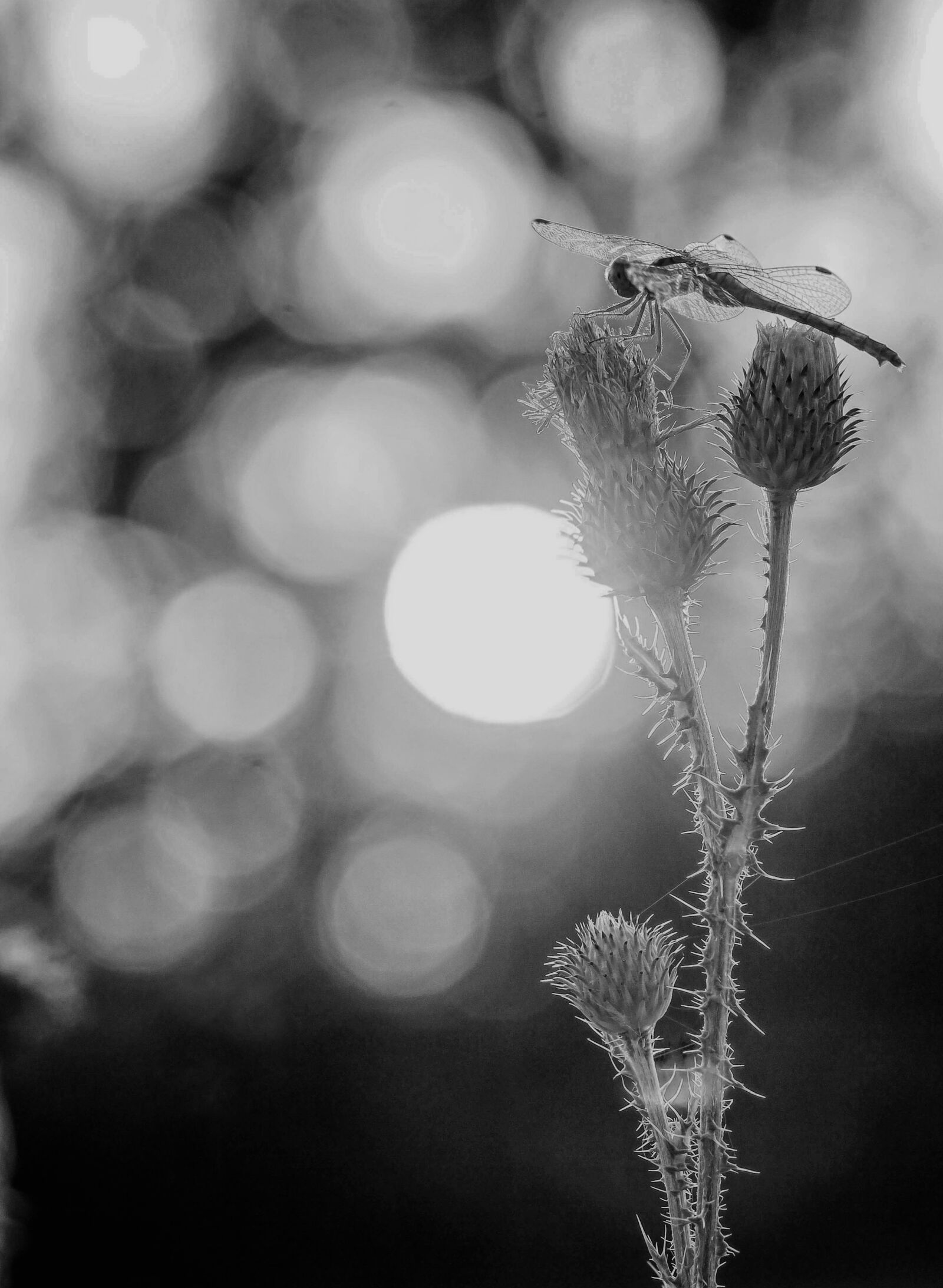 Canon EF 100mm F2.8L Macro IS USM sample photo. Sunset, wildflowers, nature photography