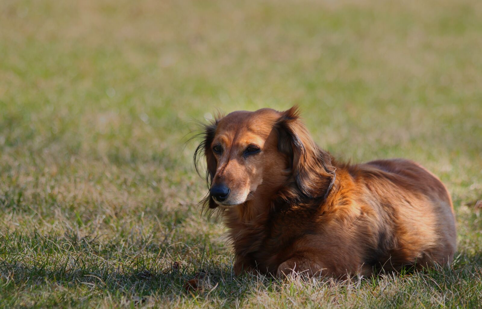 Canon EOS 750D (EOS Rebel T6i / EOS Kiss X8i) sample photo. Dachshund, dog, animal photography