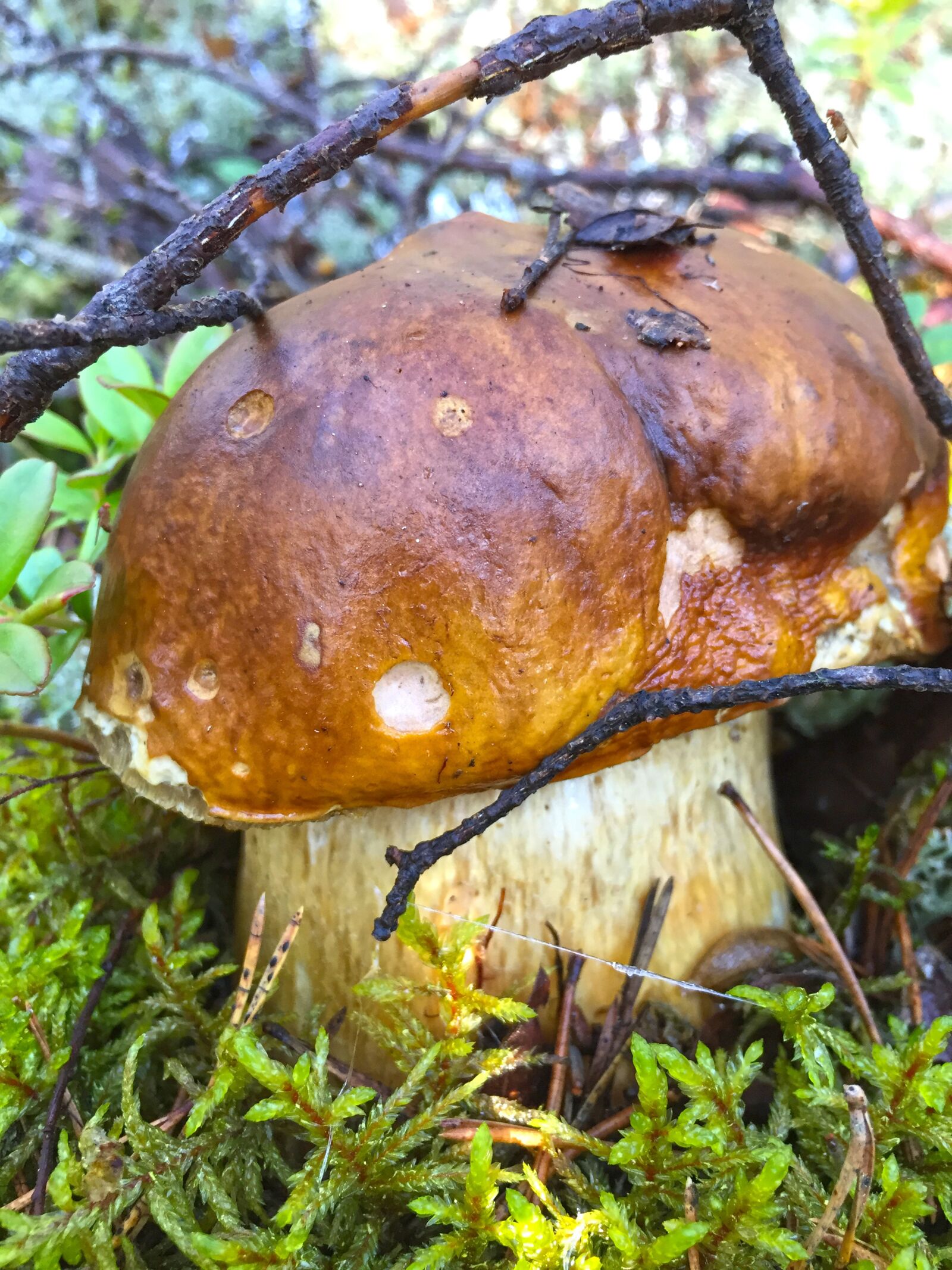 Apple iPhone 6 sample photo. Mushroom, forest, forests photography