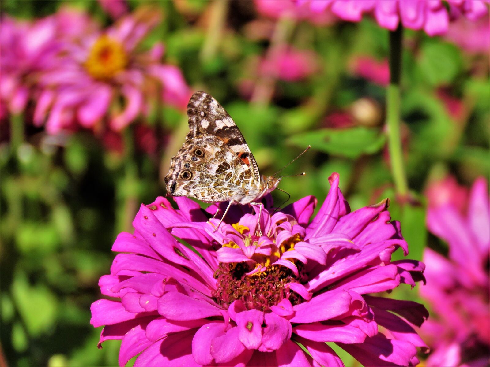 Canon PowerShot SX60 HS sample photo. Flowers, pink, garden photography