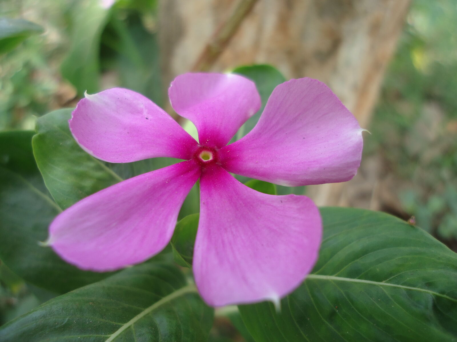 Sony Cyber-shot DSC-W610 sample photo. Pink, flower photography