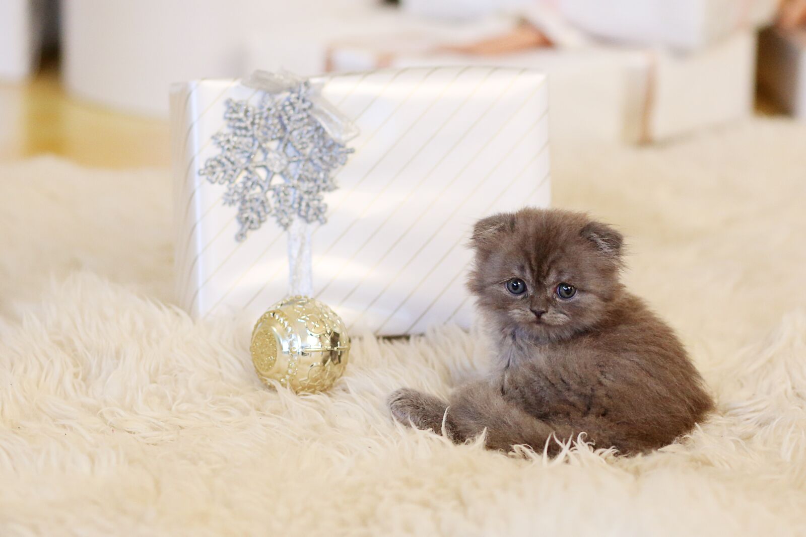 Canon EF 85mm F1.8 USM sample photo. Cat, kitten, new year's photography