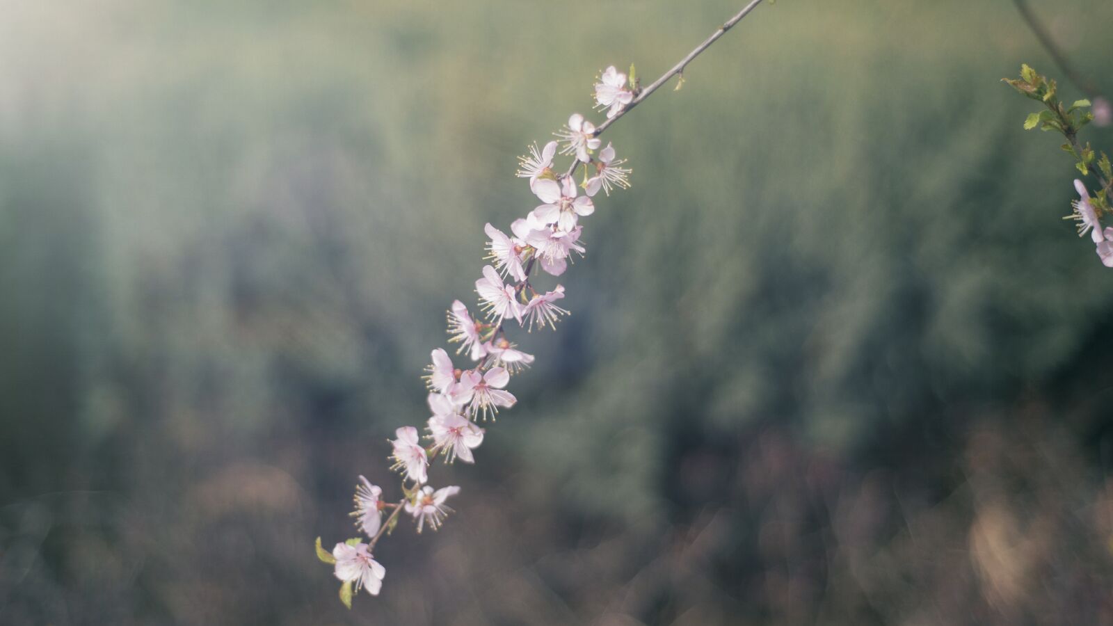 Nikon D750 sample photo. Flower, petals, plant photography