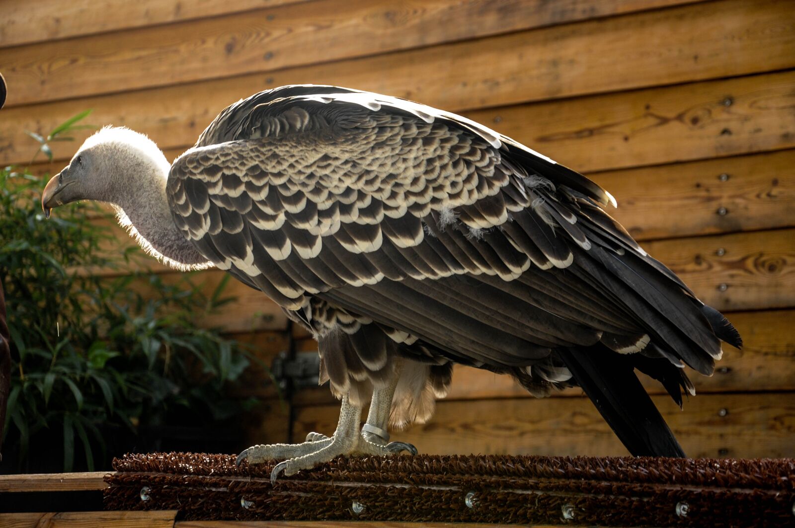 Nikon D90 sample photo. Falconry, locarno, raptors photography
