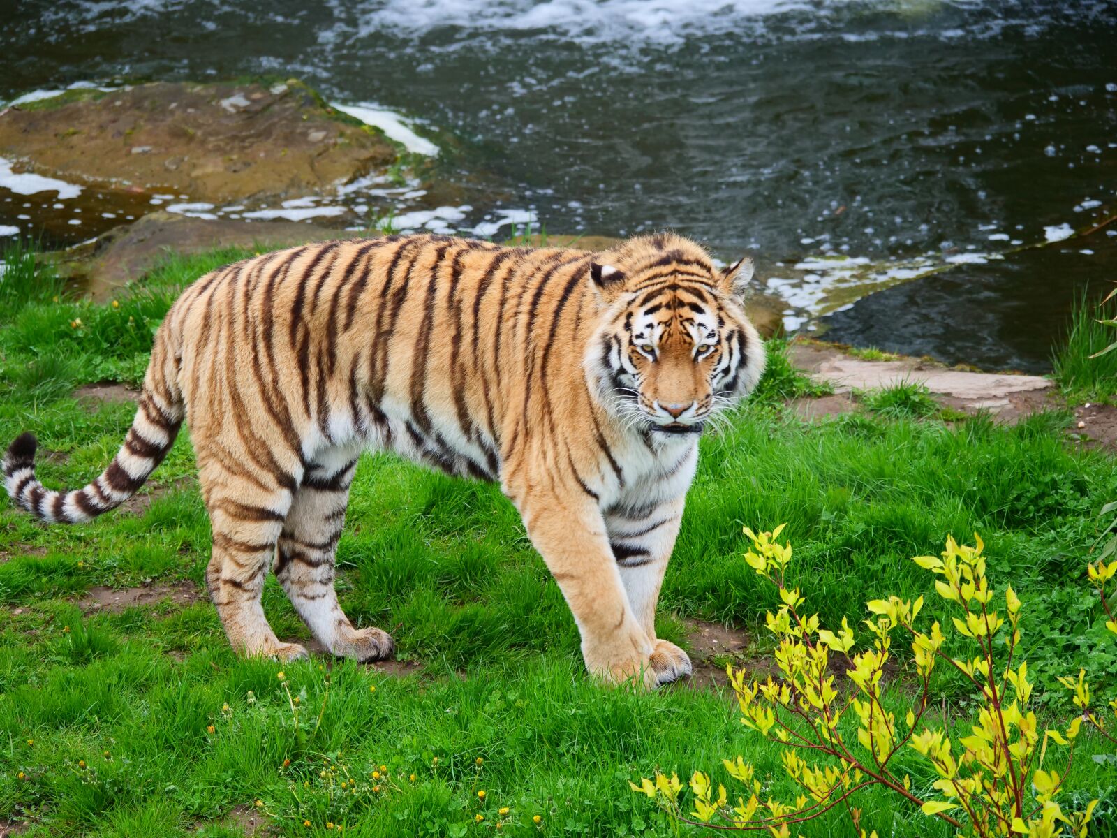Panasonic Lumix DC-G9 sample photo. Tiger, big cat, wildlife photography