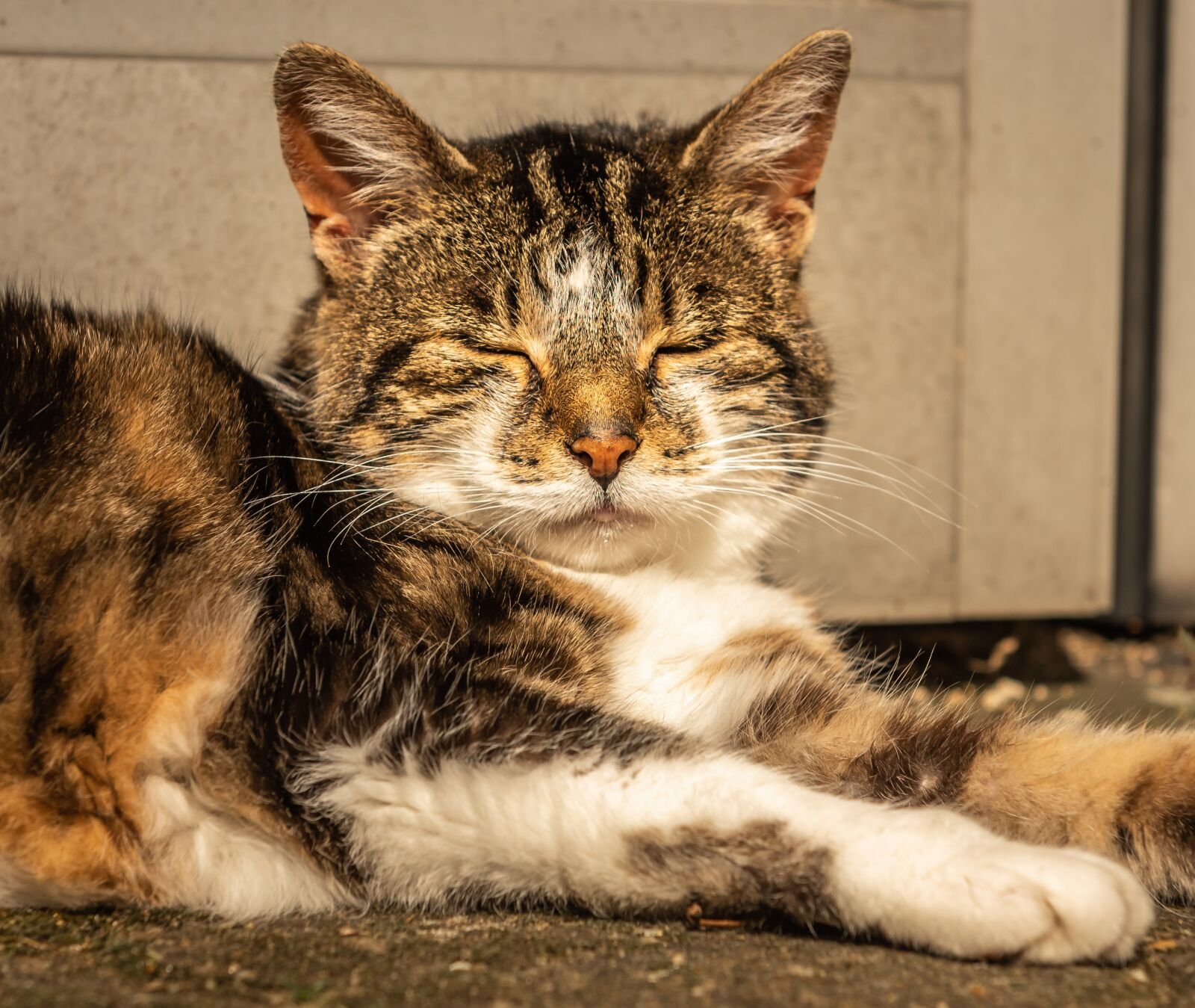 Nikon D750 sample photo. Cat, pet, rest photography