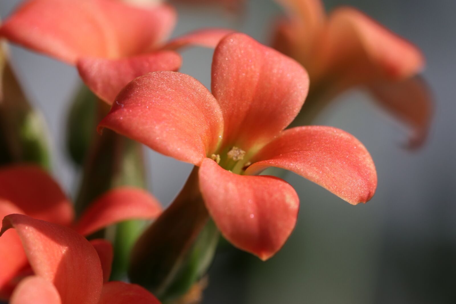 Canon EOS 800D (EOS Rebel T7i / EOS Kiss X9i) sample photo. Flower, potted plant, plants photography