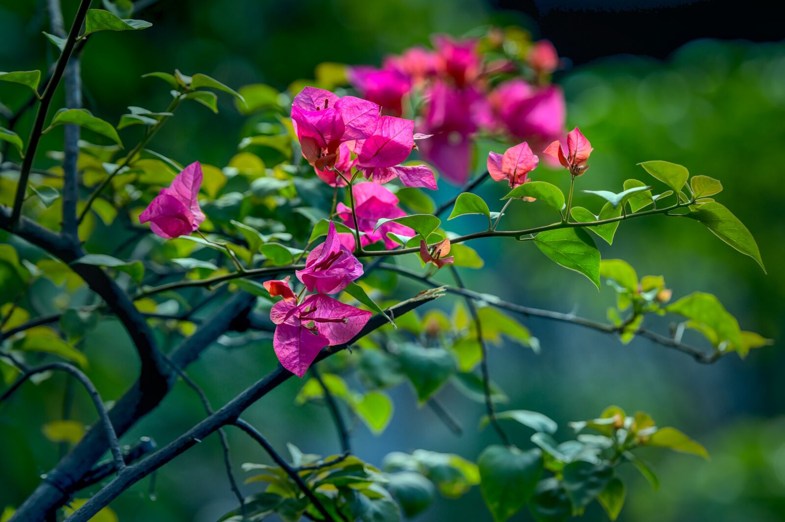 Nikon D500 sample photo. Bougainvillea, bougainville, pink photography