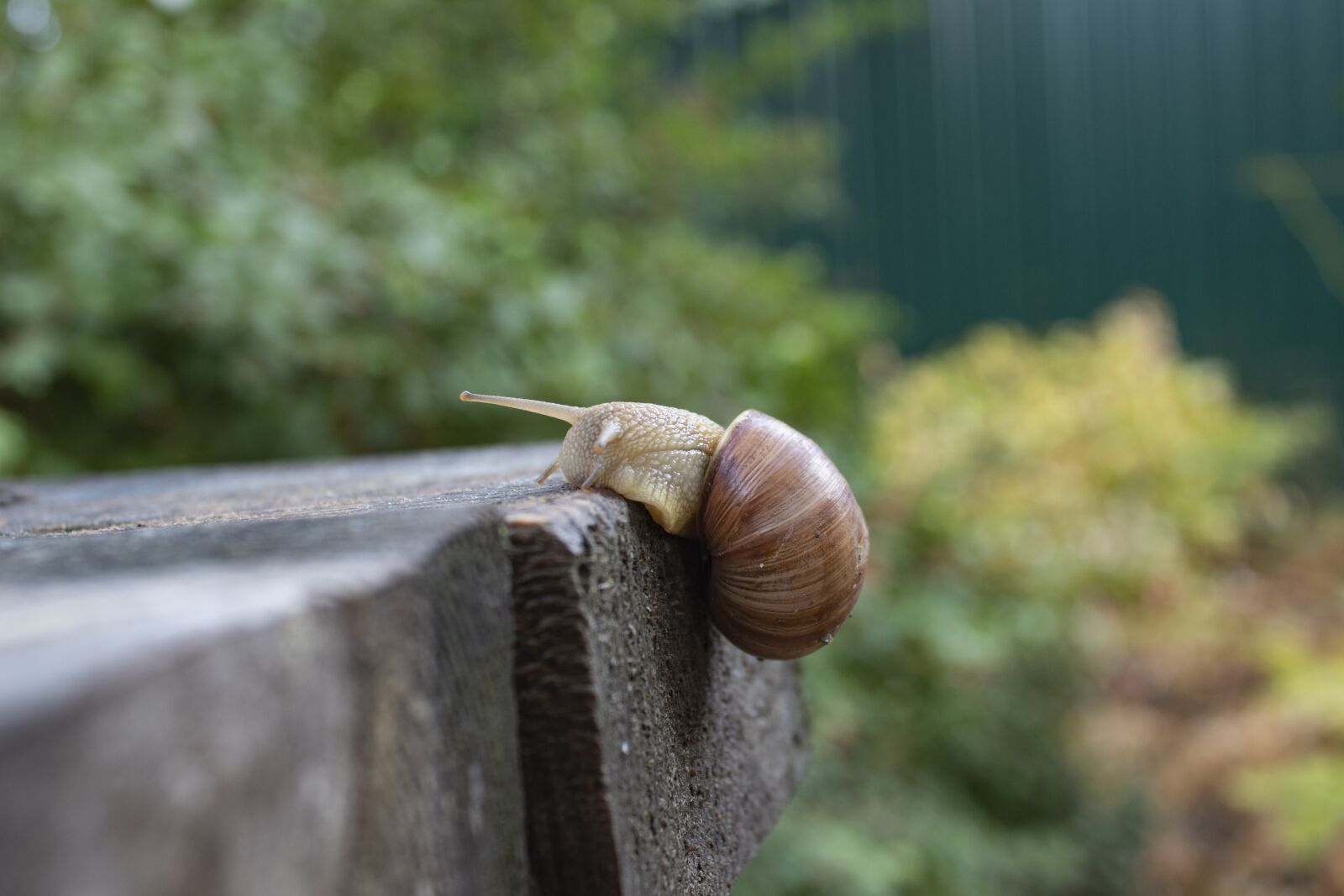Canon EOS 4000D (EOS Rebel T100 / EOS 3000D) sample photo. Snail, creeps, slimy photography