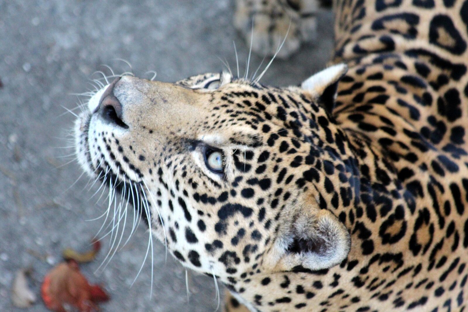 Canon EOS 650D (EOS Rebel T4i / EOS Kiss X6i) sample photo. Jaguar, wild cat, predatory photography