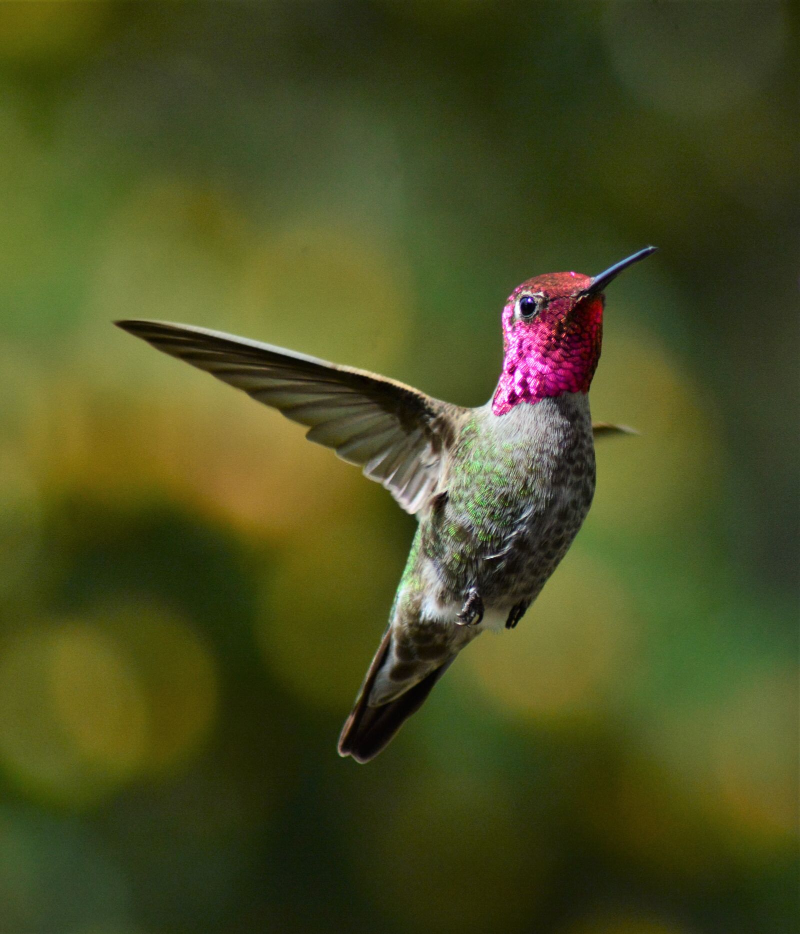 Nikon D7100 sample photo. Male, annas, hummingbird photography