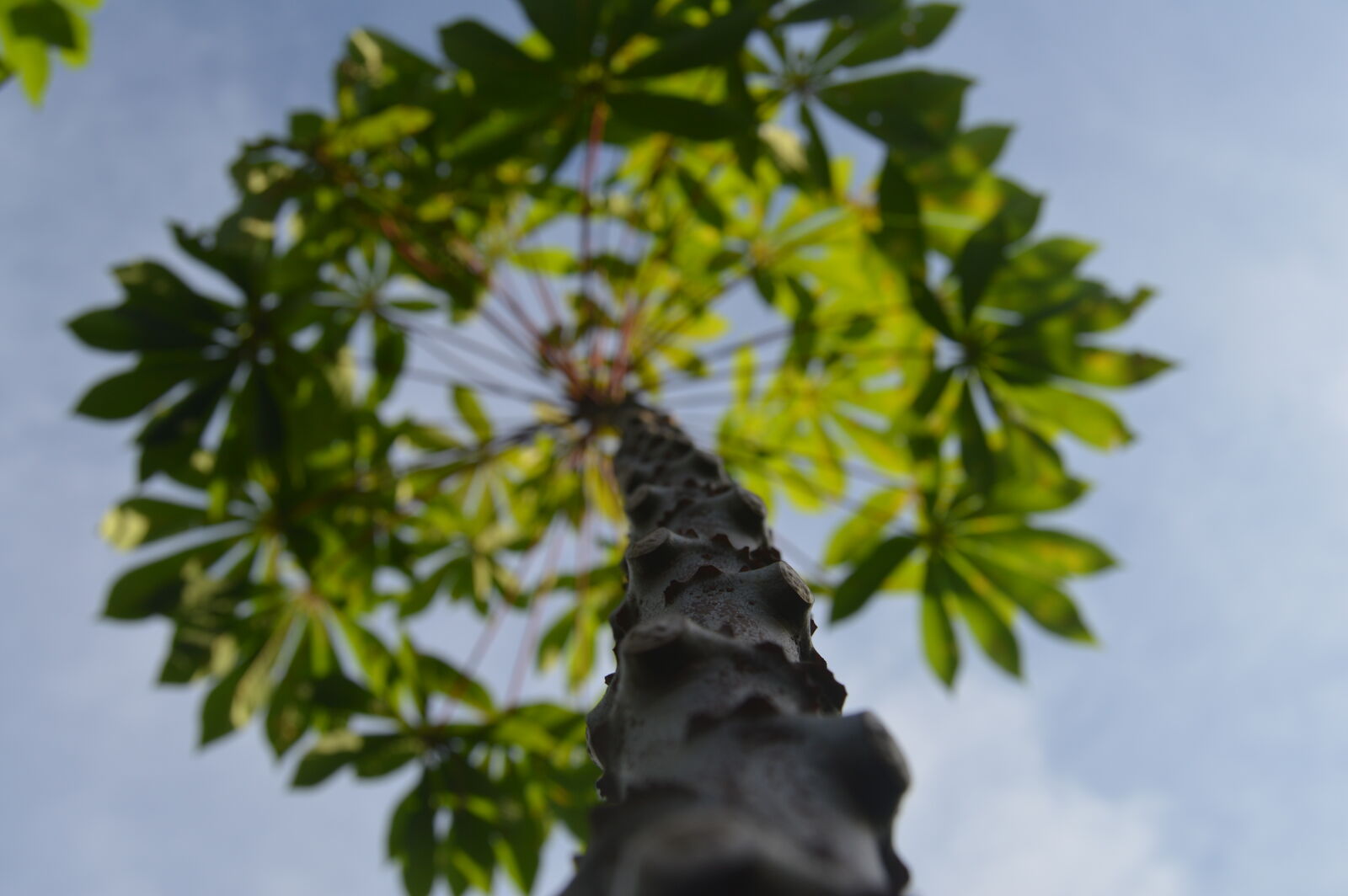 Nikon D3200 sample photo. Cassava, leave, natural, sky photography
