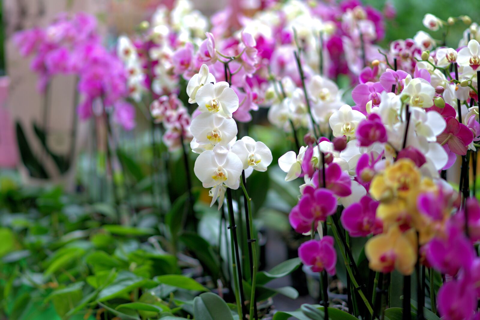 Sony a7 II + Sony FE 85mm F1.8 sample photo. Orchid, flower, blossom photography