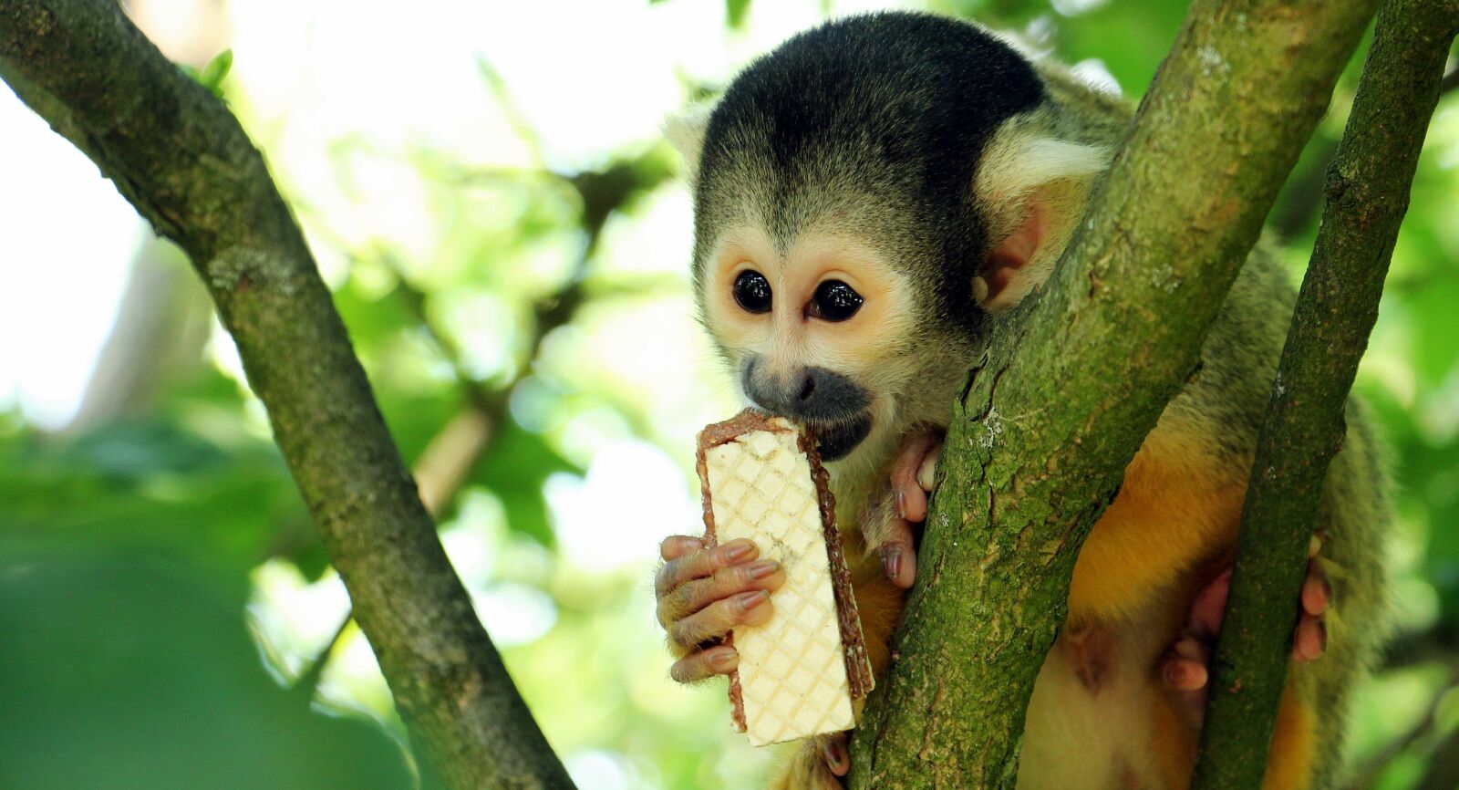 Canon EOS 550D (EOS Rebel T2i / EOS Kiss X4) sample photo. Squirrel monkey, monkey, äffchen photography