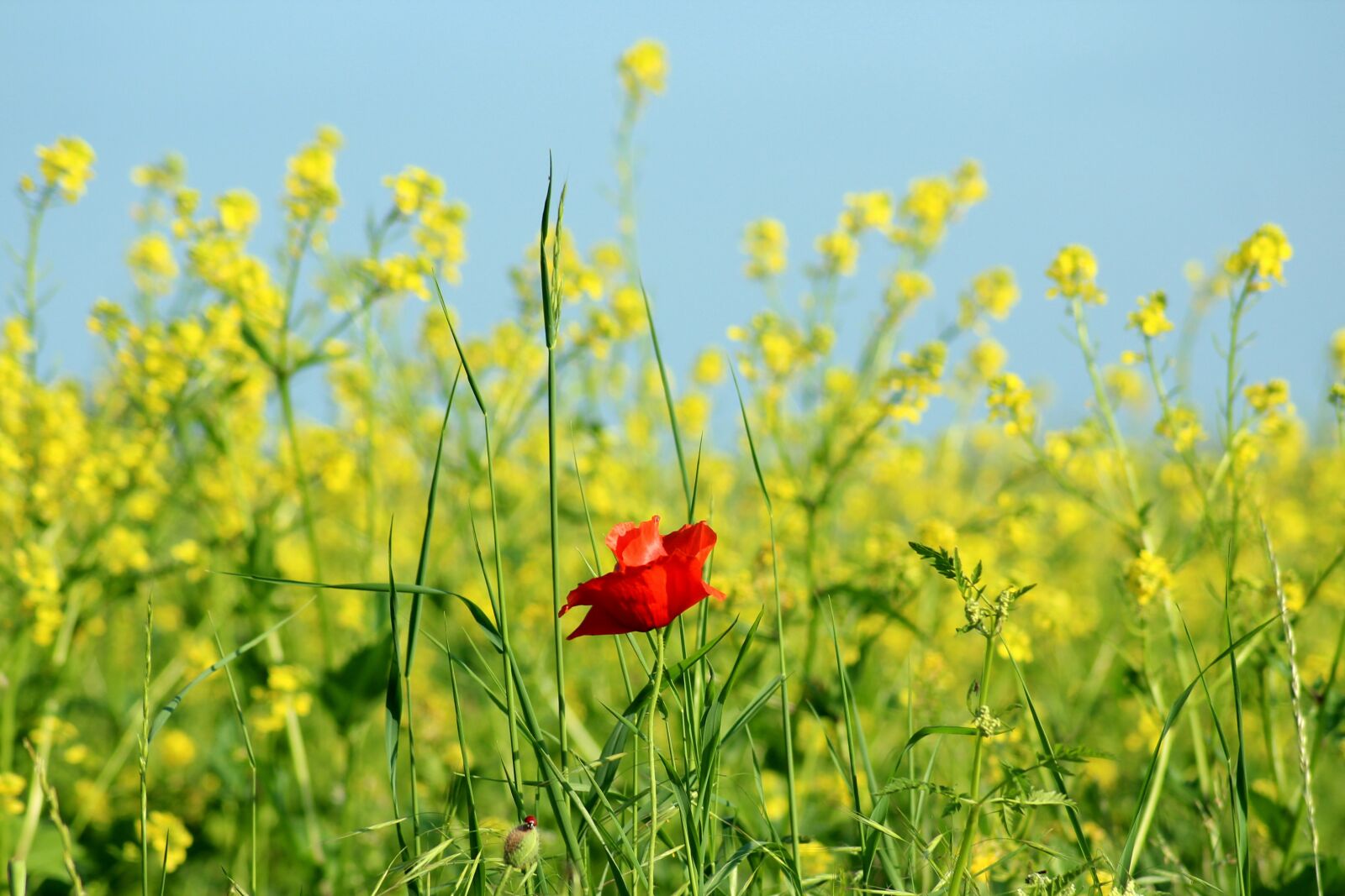 Canon EOS 1200D (EOS Rebel T5 / EOS Kiss X70 / EOS Hi) sample photo. Poppy, rapeseed, field photography