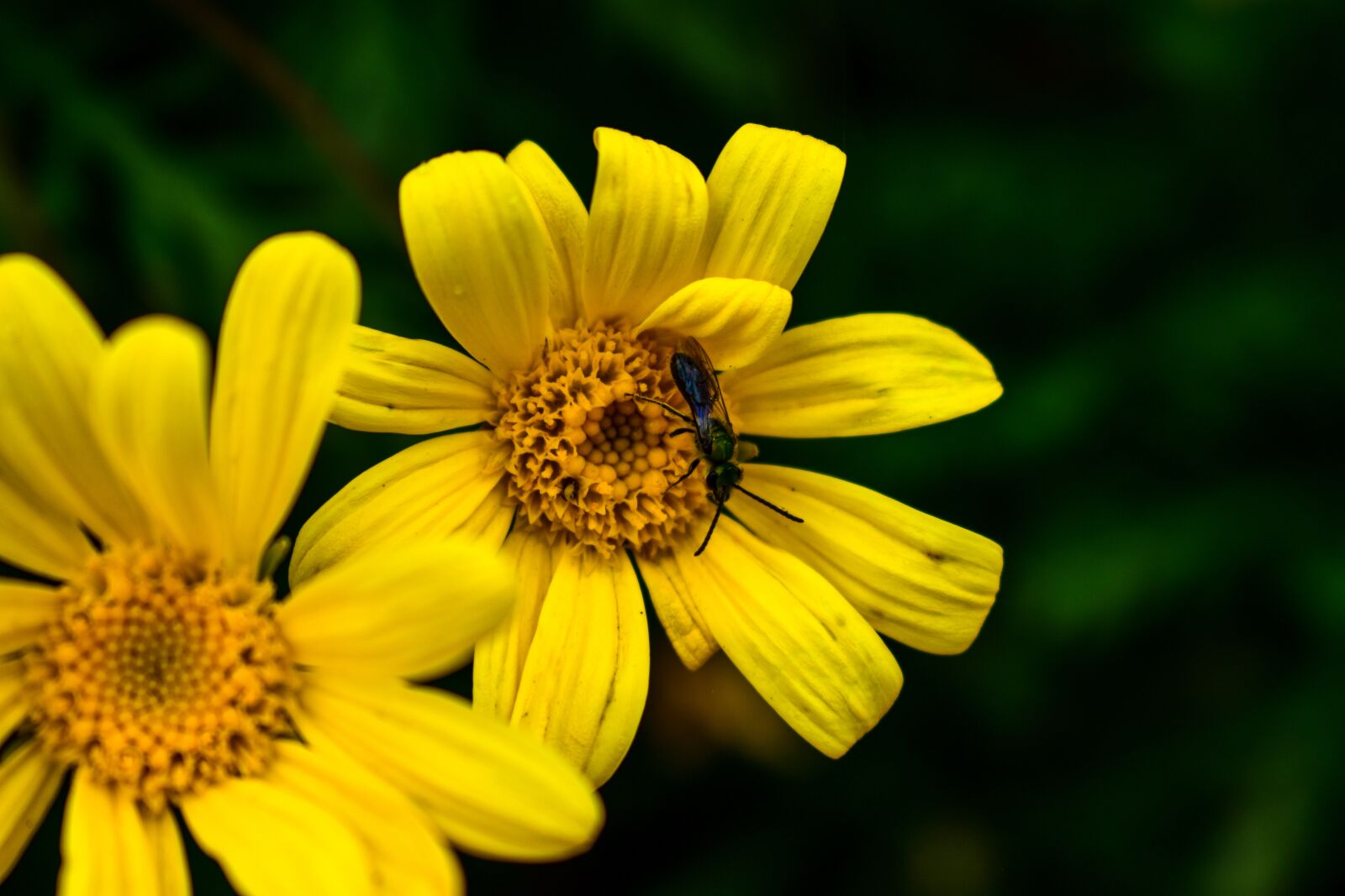 Nikon D3400 sample photo. Nature, flower, plant photography