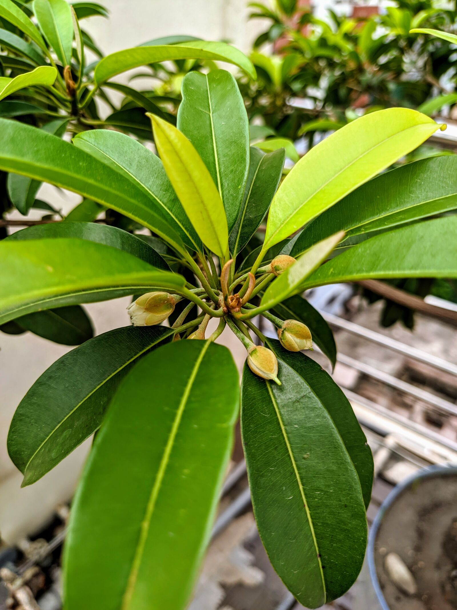 Xiaomi Mi A3 sample photo. Tree, nature, green photography