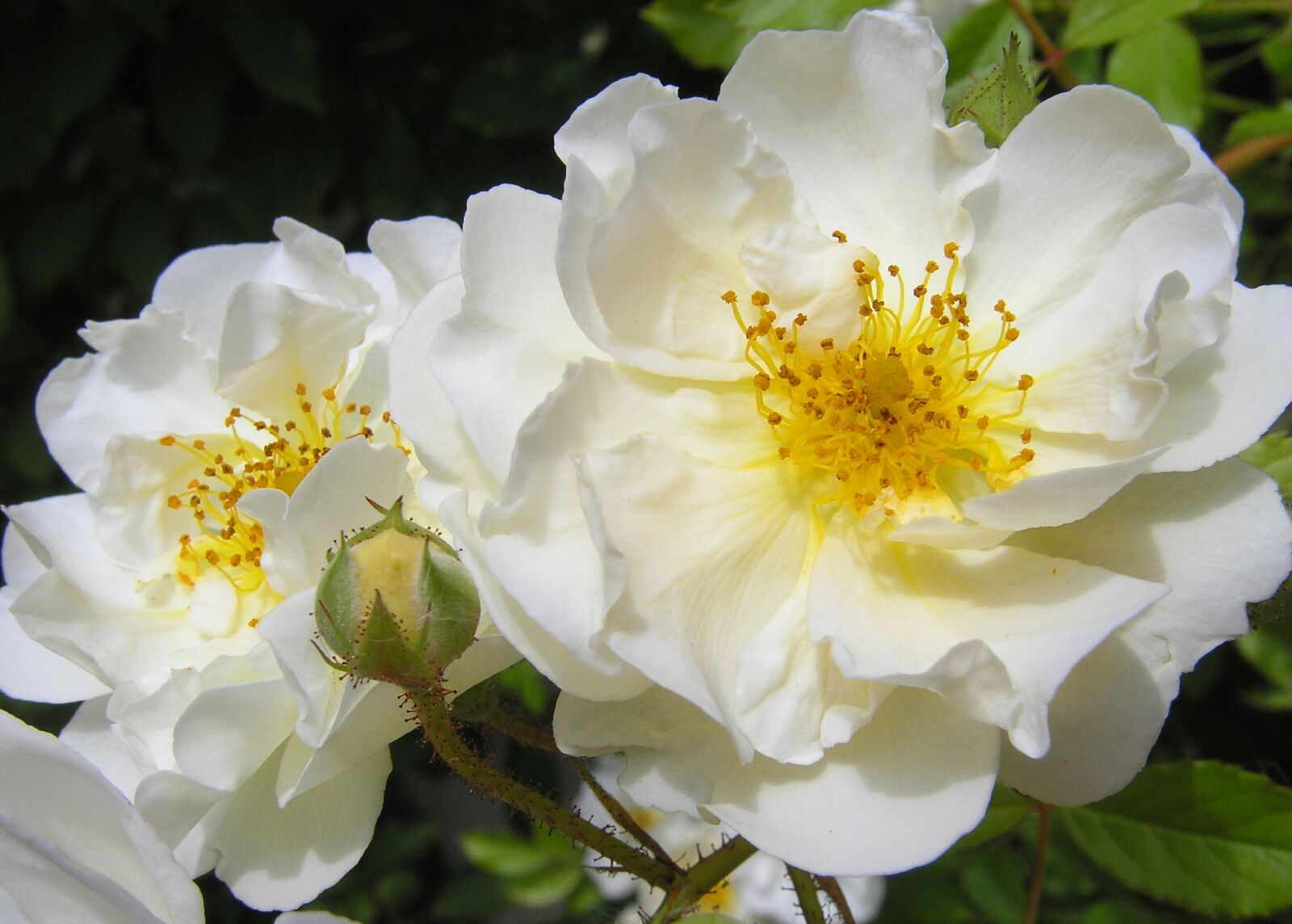 Olympus IR-300 sample photo. White rose, nature, blossom photography