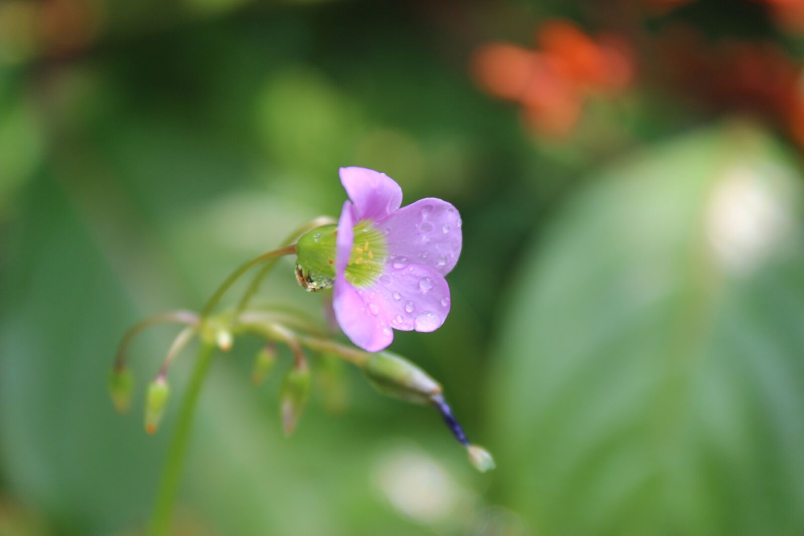 Canon EOS 600D (Rebel EOS T3i / EOS Kiss X5) sample photo. Flower, wild, natural photography
