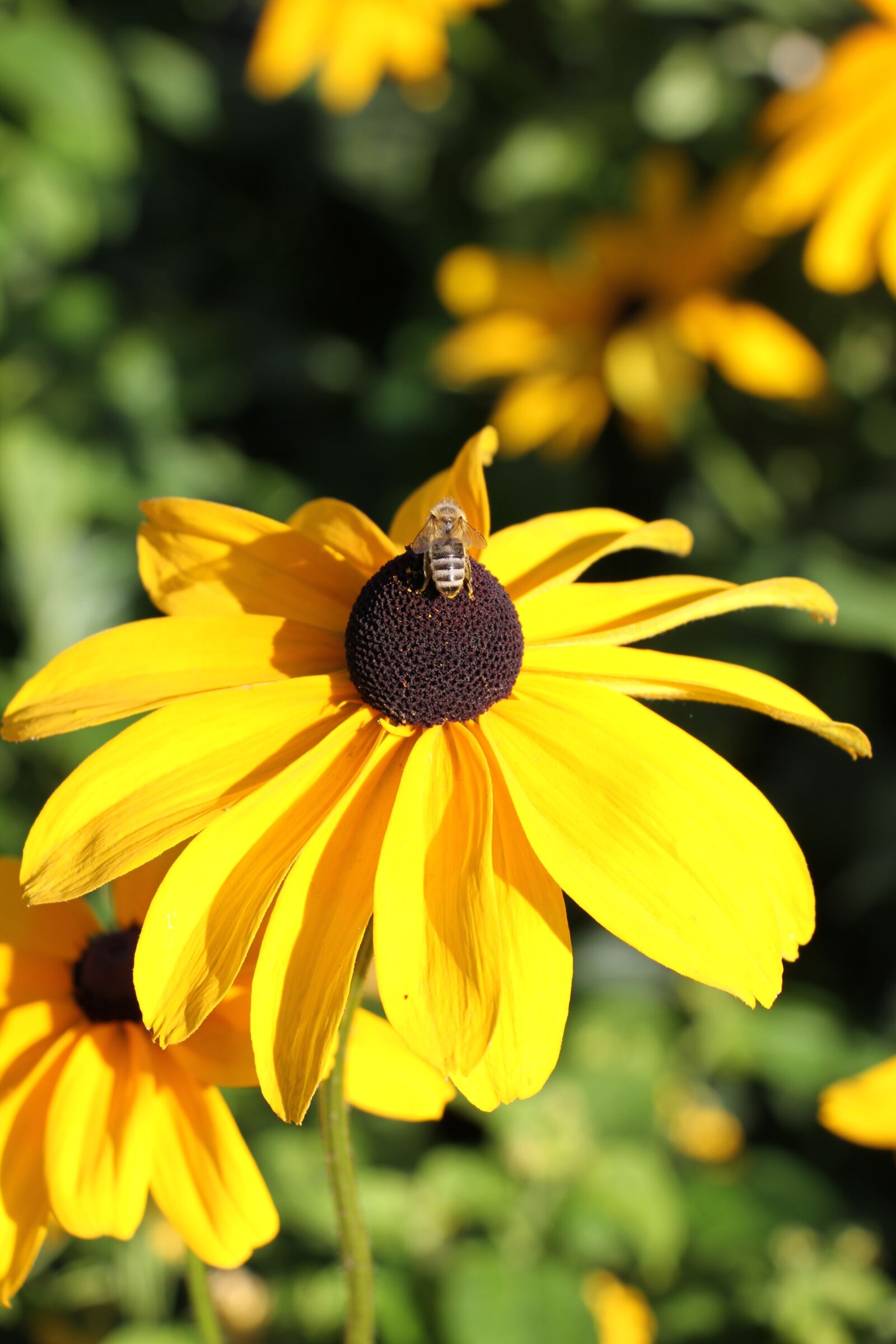 Canon EOS 7D sample photo. Flower, yellow, yellow flower photography