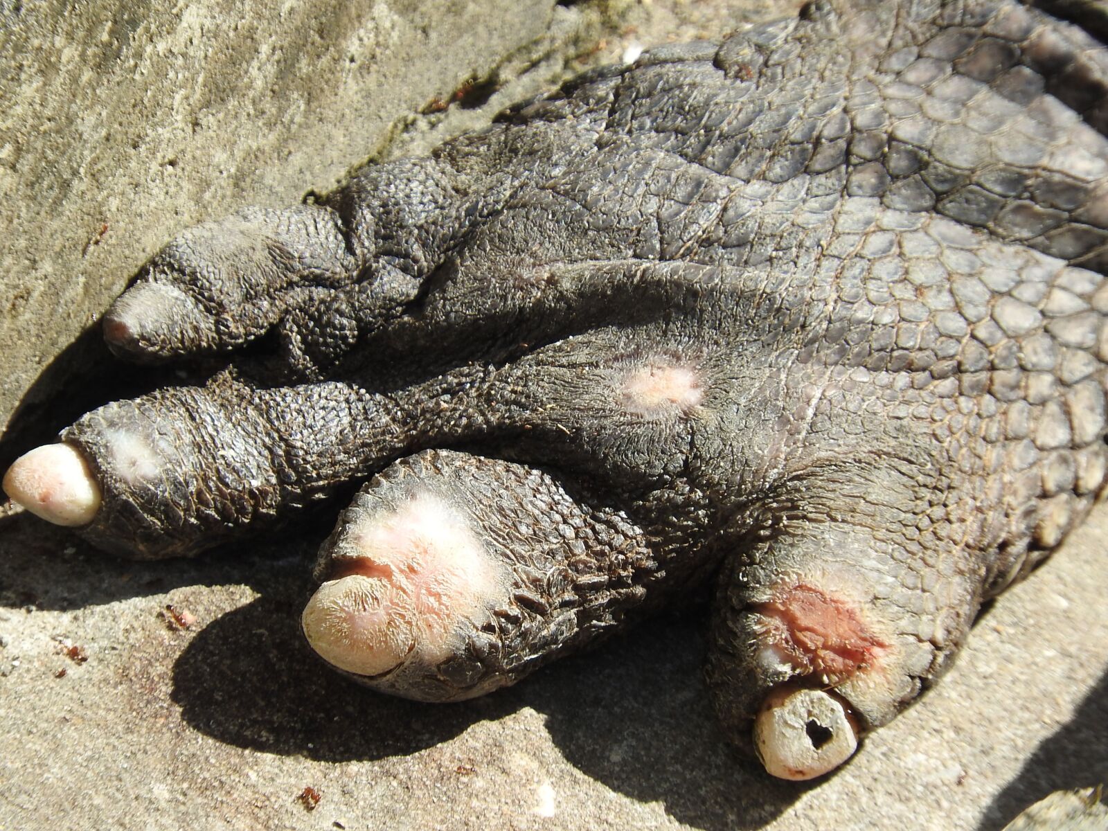 Nikon Coolpix P610 sample photo. Gator claw, animal, reptile photography