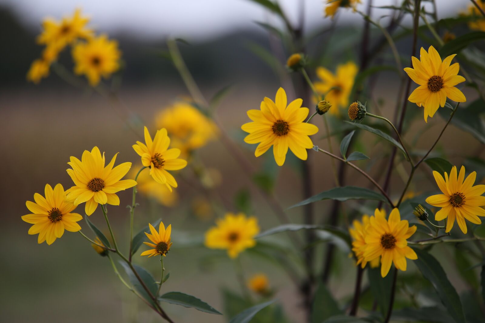 Tamron 70-210mm F4 Di VC USD sample photo. Arnica, yellow flowers, bloom photography