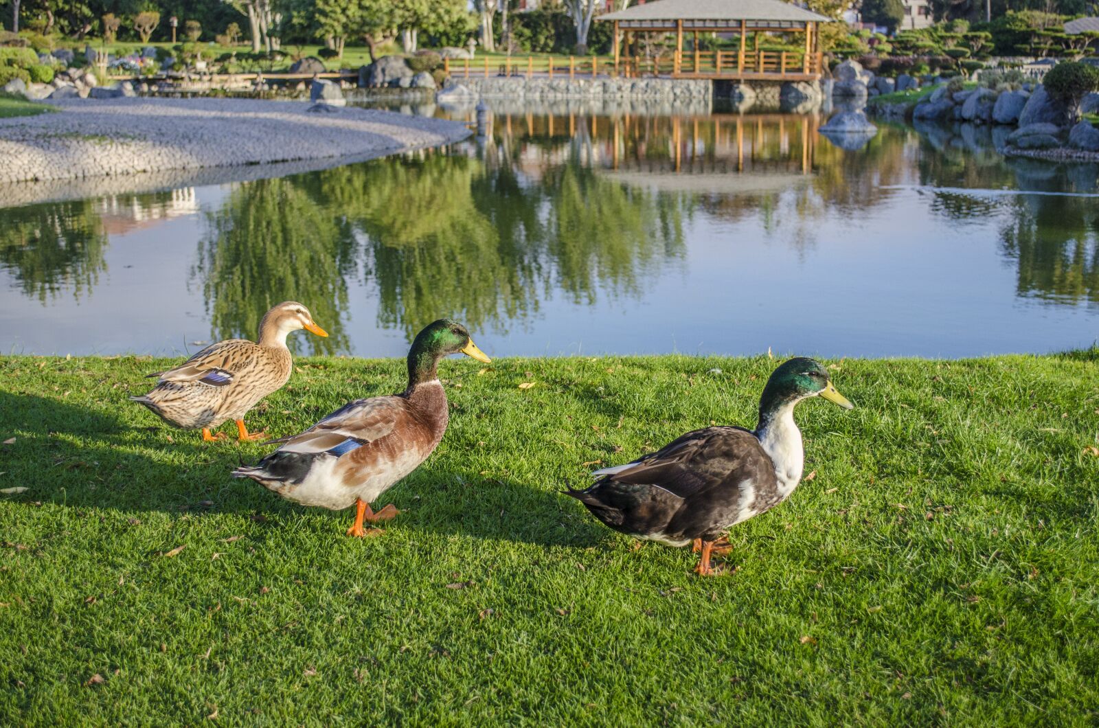 Nikon D5100 sample photo. Nature, lake, body of photography