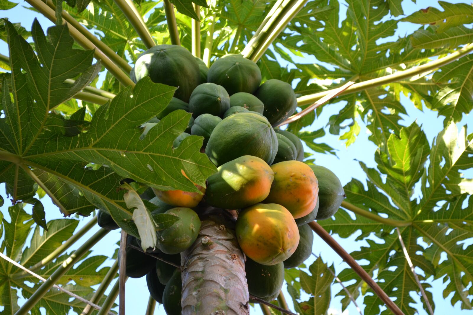 Nikon D3100 sample photo. Mango, tree, fruit photography