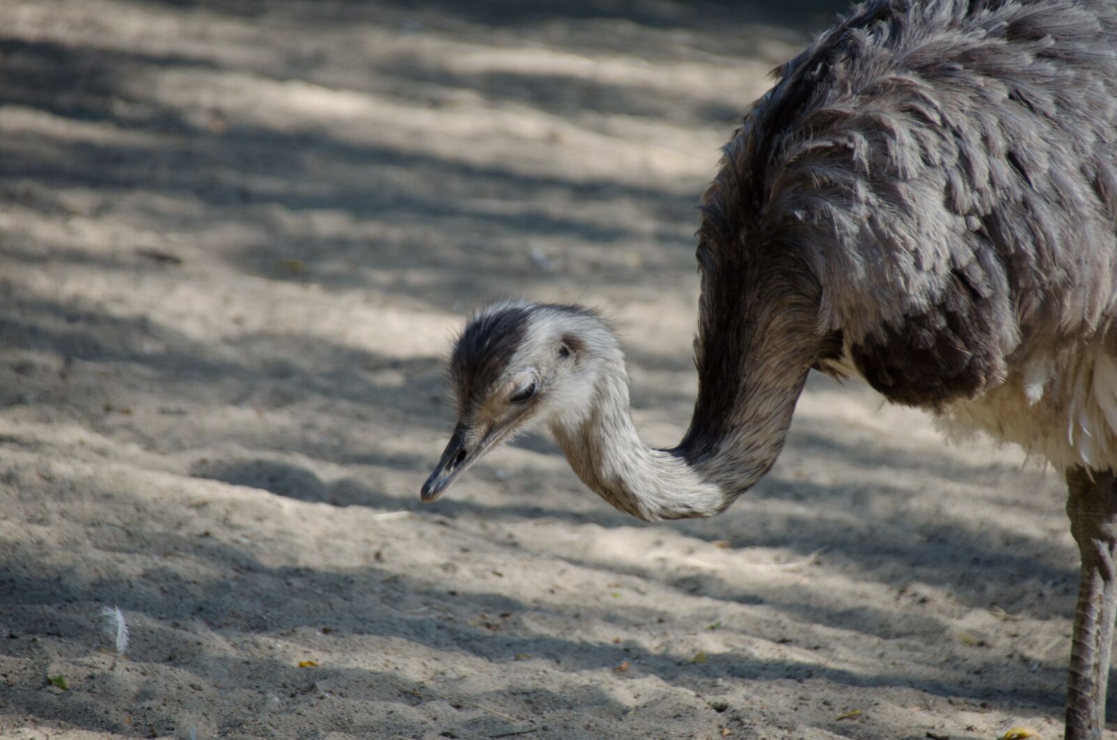 Nikon D5100 sample photo. Emu, bird, animal photography