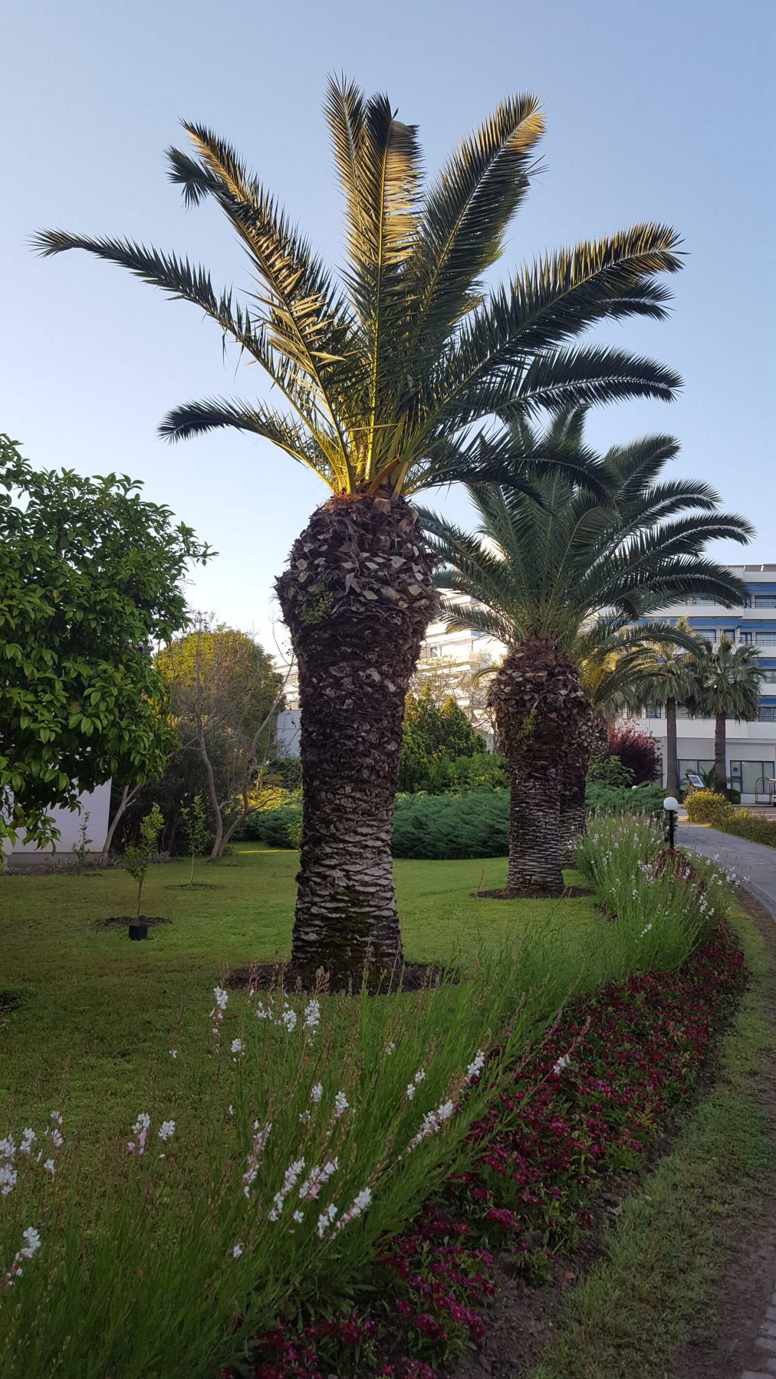 Samsung Galaxy S6 sample photo. Nature, tree, no one photography