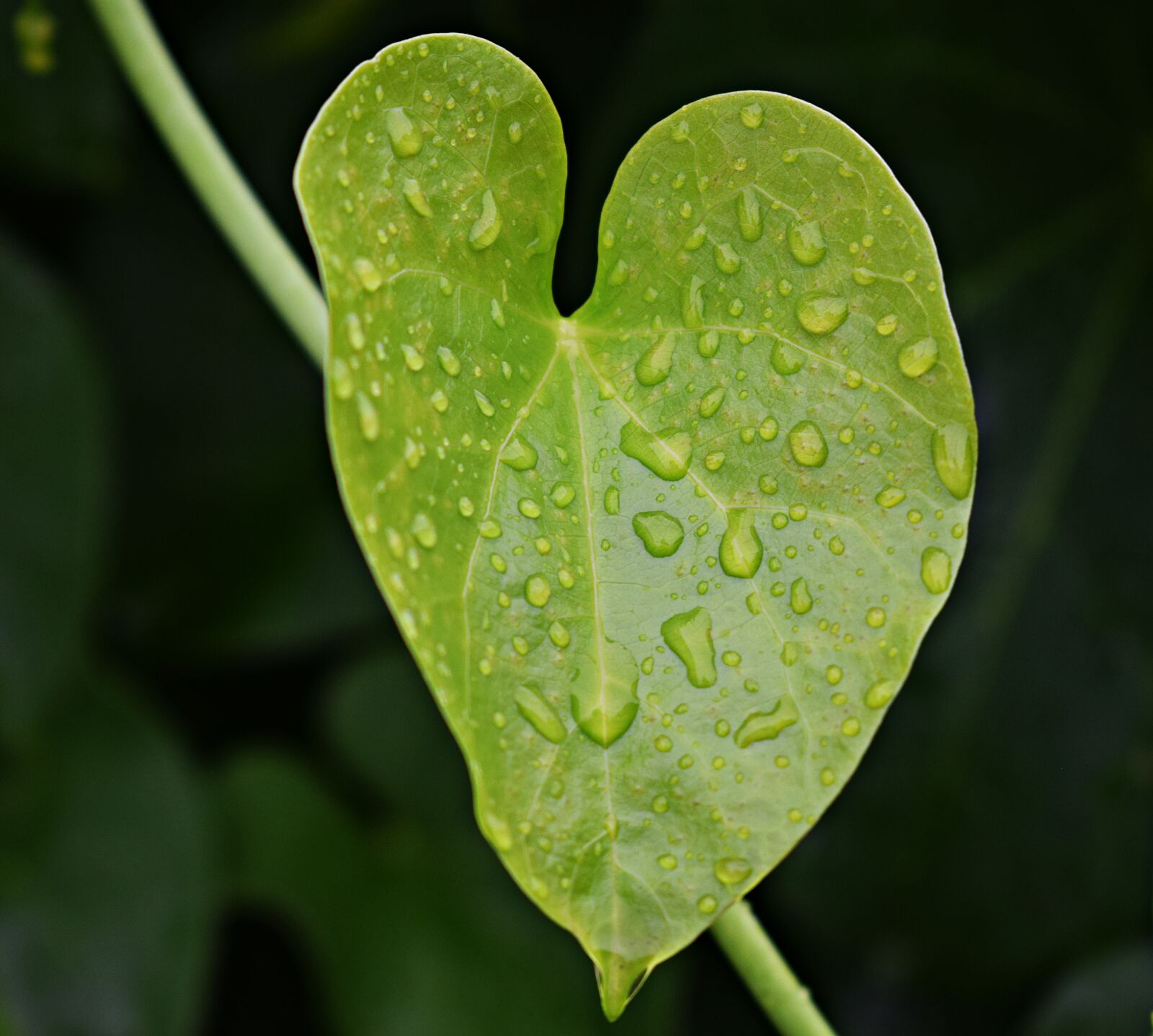 Nikon D3300 sample photo. Rain water, droplets, leaf photography
