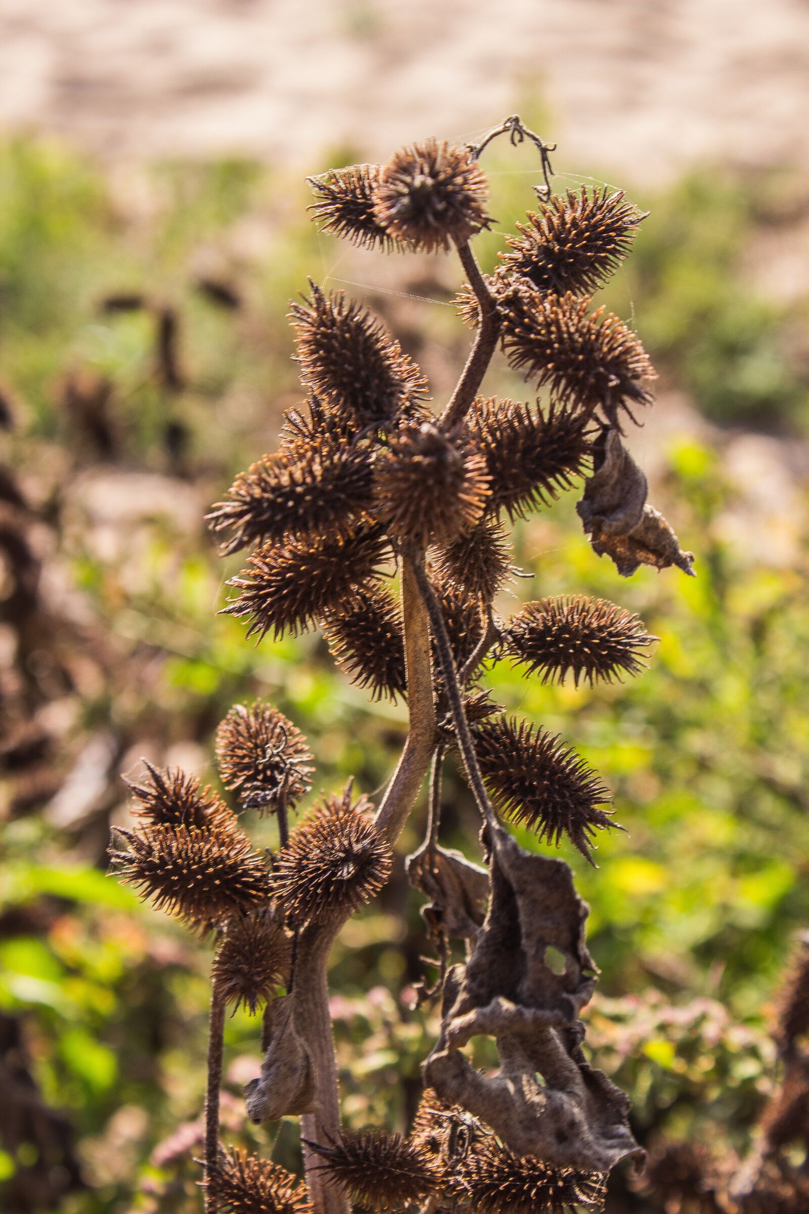 Canon EOS 600D (Rebel EOS T3i / EOS Kiss X5) sample photo. Nature, plants, green photography