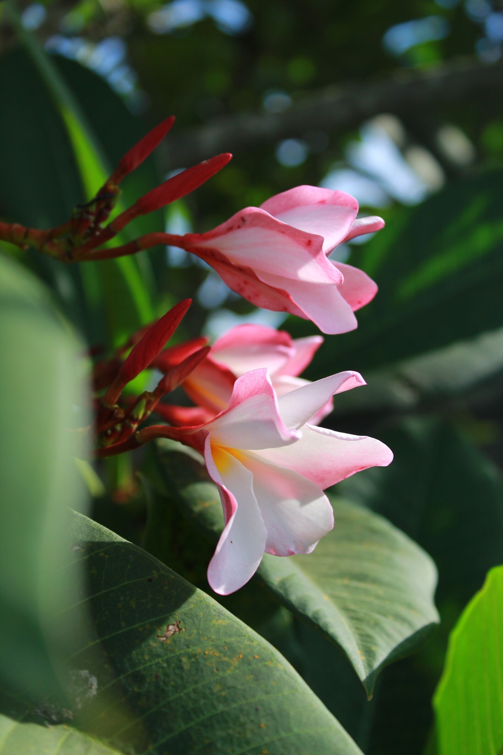 Canon EOS 1300D (EOS Rebel T6 / EOS Kiss X80) sample photo. Pink, flowers, nature photography
