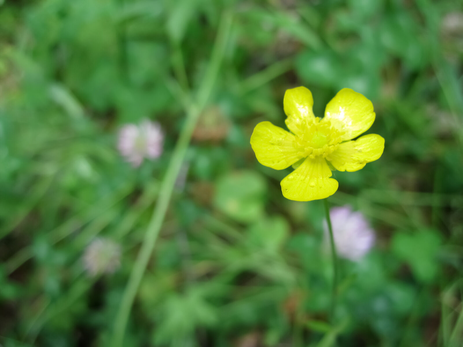 Canon PowerShot SD780 IS (Digital IXUS 100 IS / IXY Digital 210 IS) sample photo. Flower, grass, summer photography