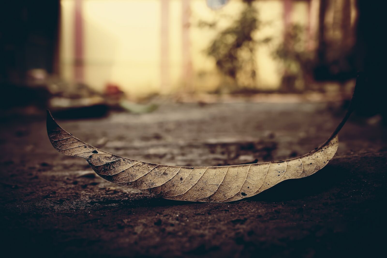 Canon EOS 700D (EOS Rebel T5i / EOS Kiss X7i) sample photo. Leaf, dead, dry leaf photography