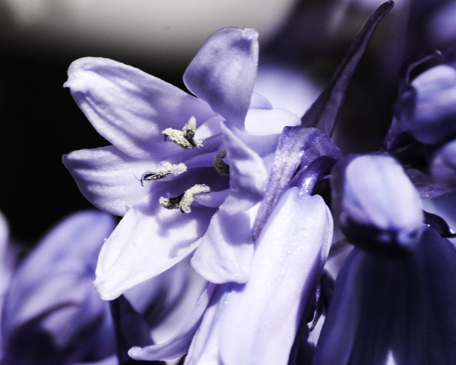 Fujifilm X-T30 sample photo. Bluebells, garden, spring photography