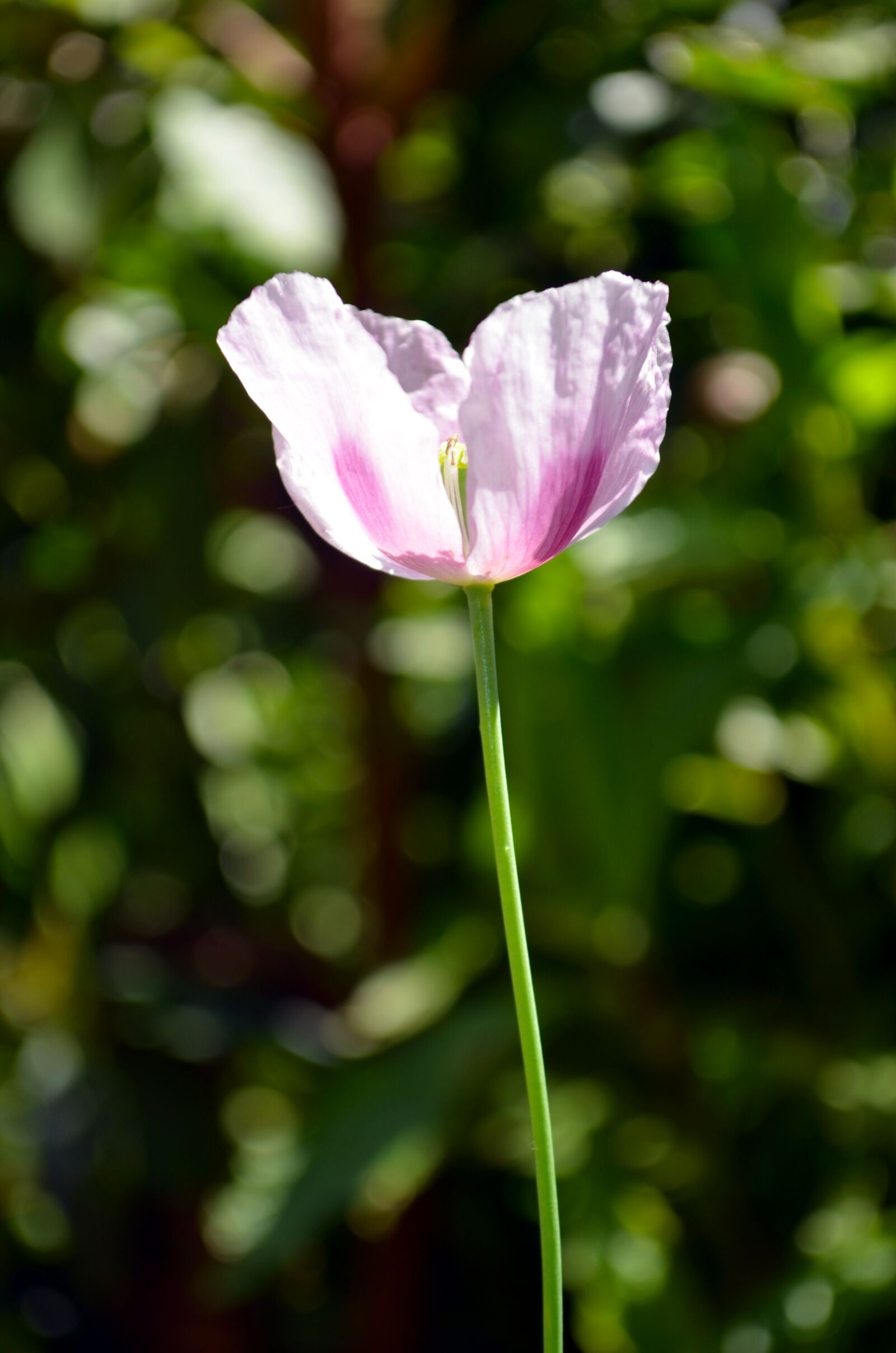 Nikon D5100 sample photo. Poppy, opium, drug photography