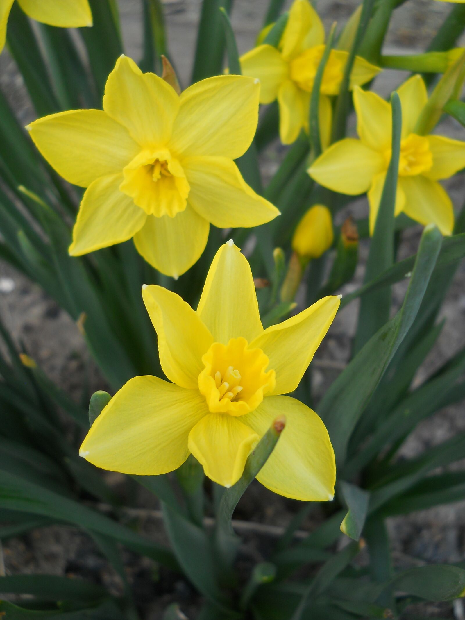 Nikon Coolpix L21 sample photo. Flower, yellow, spring photography