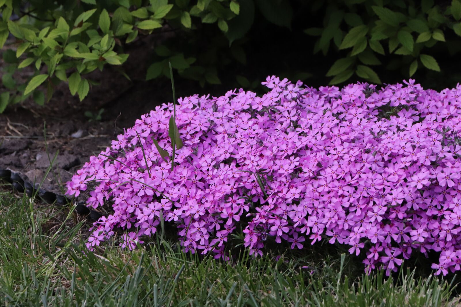 Canon EOS 77D (EOS 9000D / EOS 770D) sample photo. Hayes, aubretia, flower photography