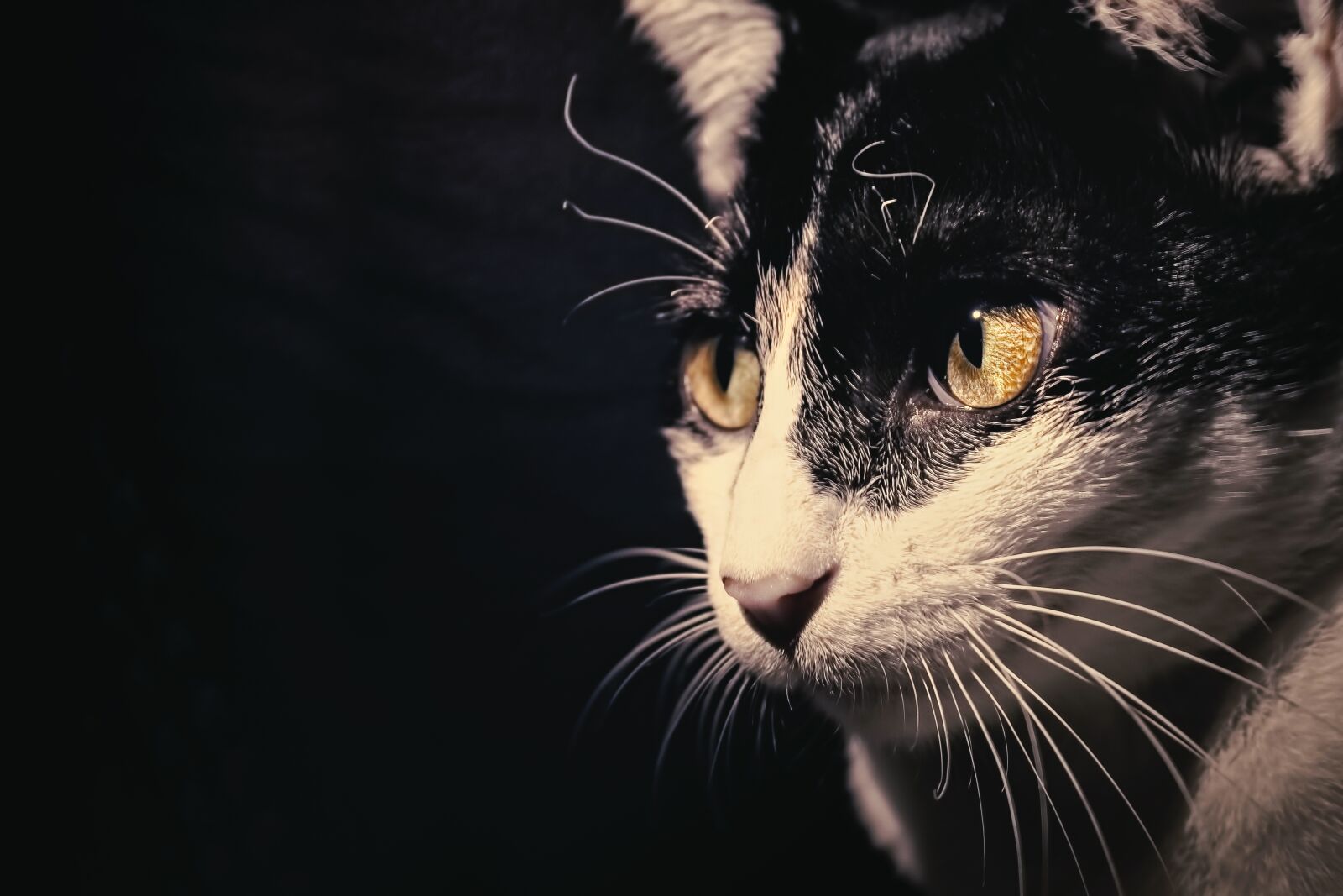 Canon EOS 700D (EOS Rebel T5i / EOS Kiss X7i) sample photo. Cat, portrait, cute photography