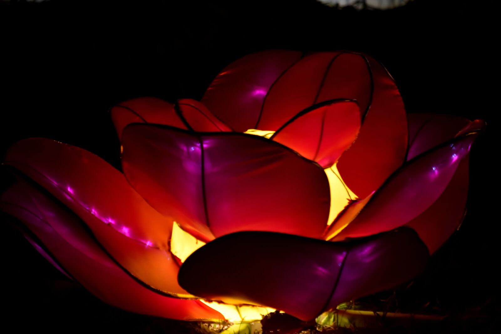 Nikon D5500 sample photo. Flower, illuminated, lamp, light photography