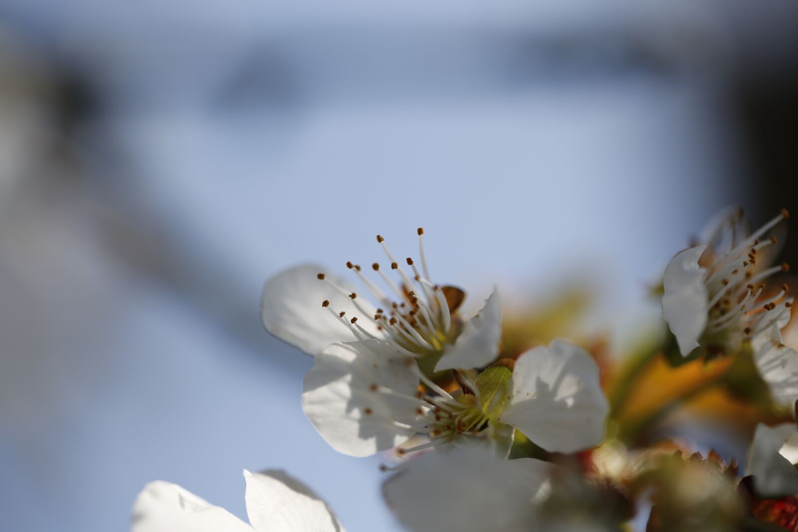 Canon EF 100mm F2.8L Macro IS USM sample photo. Cherry blossom, spring, cherry photography