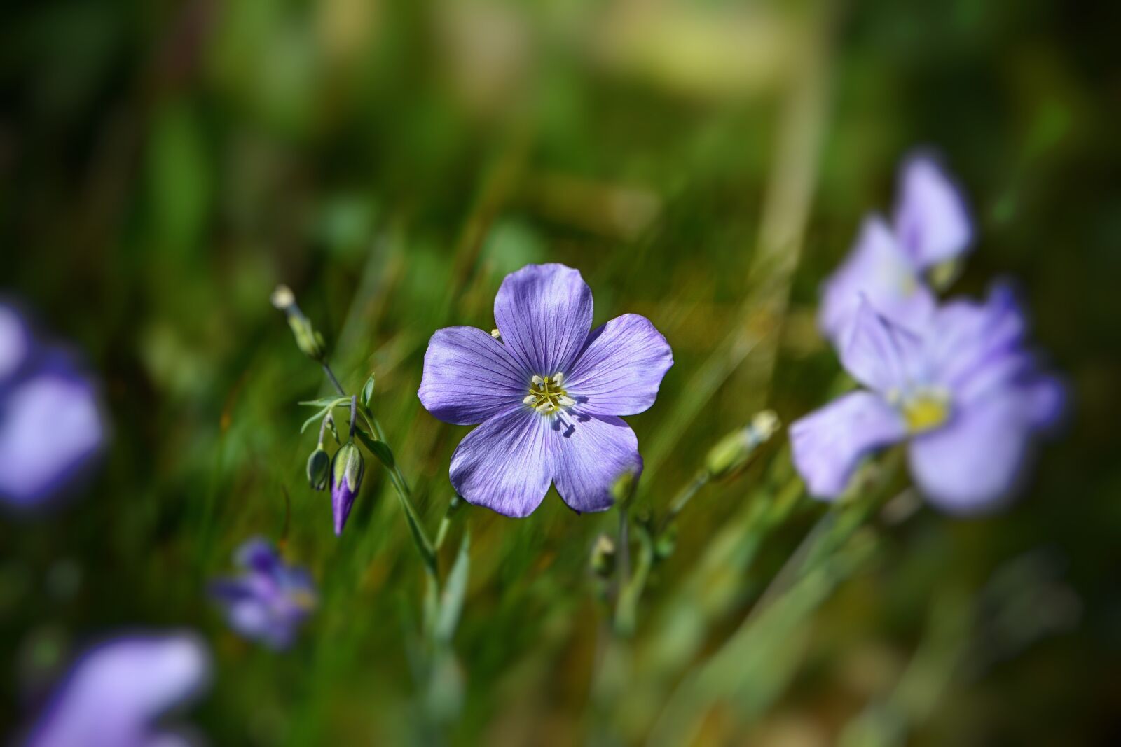 Nikon D7100 sample photo. Nature flowers, close-up, detail photography