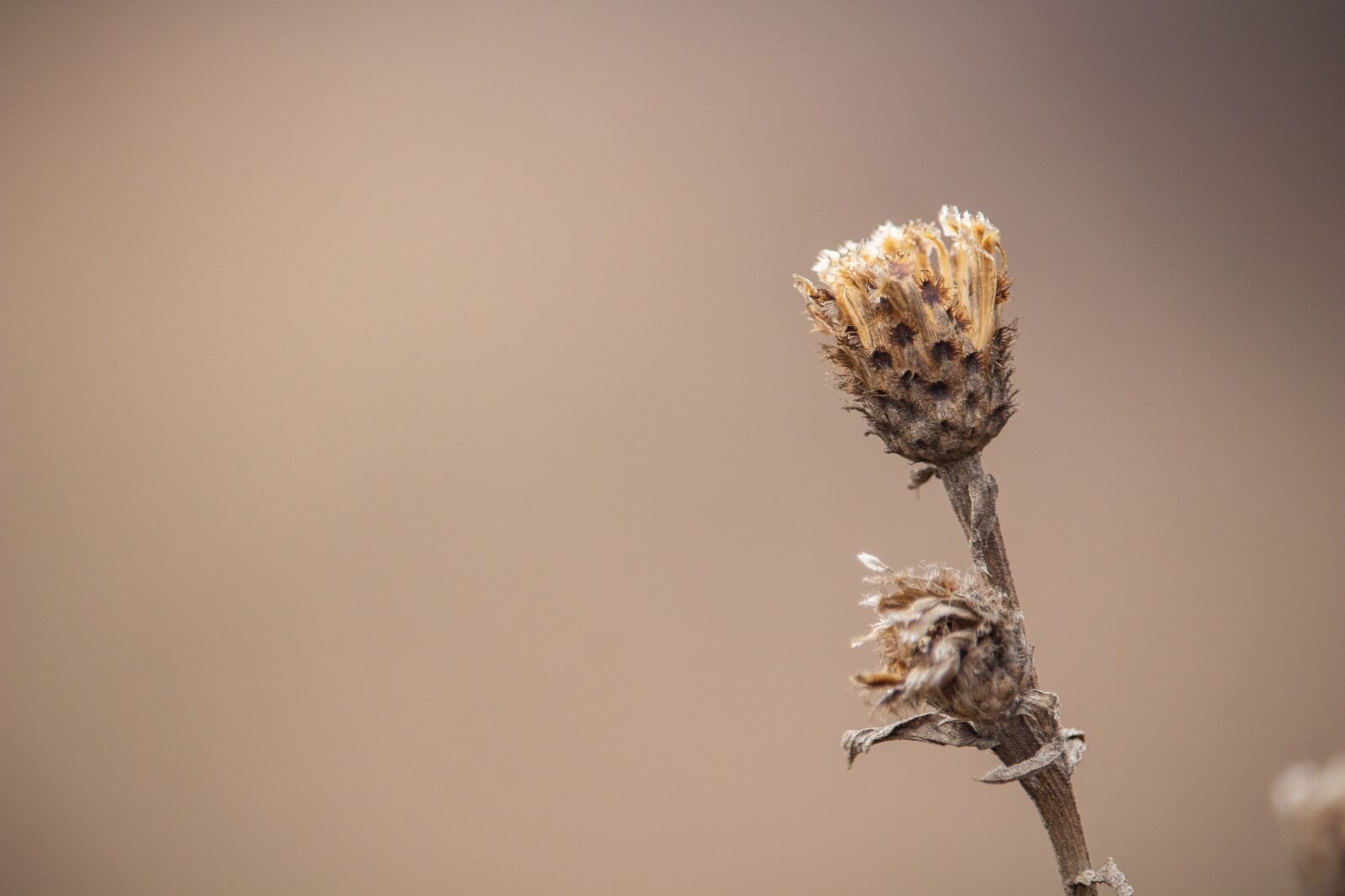 Canon EOS 100D (EOS Rebel SL1 / EOS Kiss X7) sample photo. Dry plant, plants, herbal photography