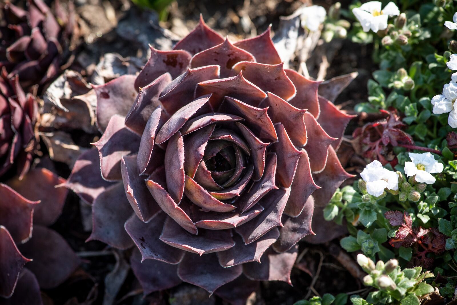 Nikon D750 sample photo. Plant, stone garden, nature photography